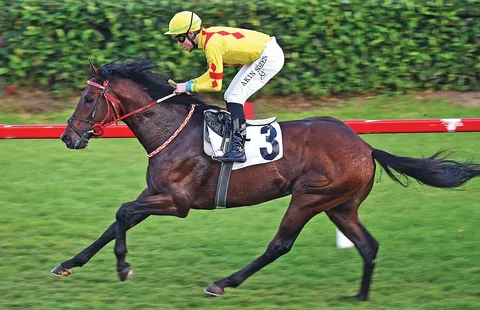 RUNNER BULL