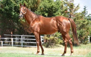 SADLER'S JOY (USA)