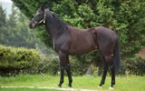 SATONO ARES
