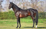 SMART ROBIN (JPN)