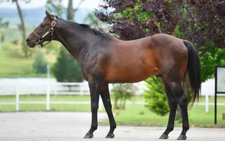 SUPER SAVER (USA)