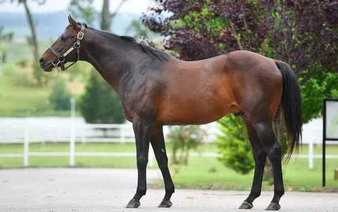 SUPER SAVER (USA)
