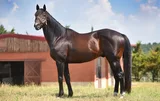 TIZWAY (USA)