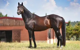 TIZWAY (USA)