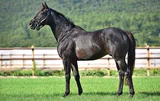TOROK (IRE)