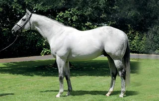 EL KABEIR (USA)