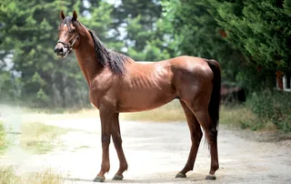ROYAL AVSAR (USA)