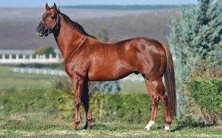 SIDNEY'S CANDY (USA)