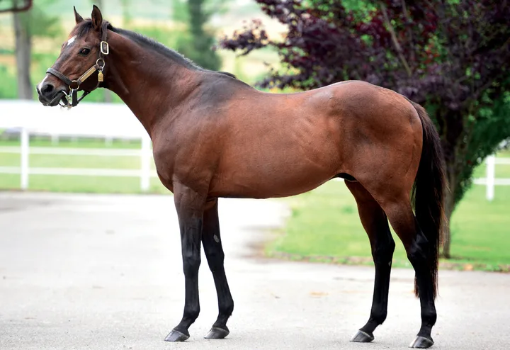VICTORY GALLOP (CAN)