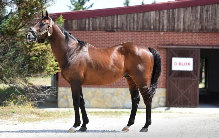 BLUEGRASS CAT (USA) BLUEGRASS CAT (USA)
