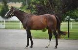 BODEMEISTER