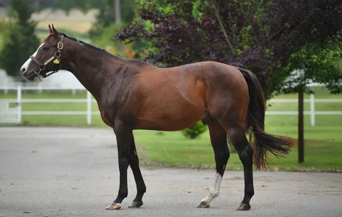 BODEMEISTER (USA)