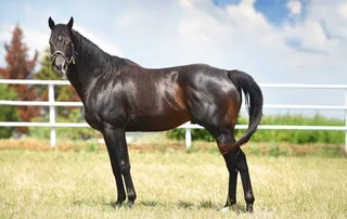 BODYGUARD HERO (USA)