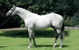 EL KABEIR (USA)