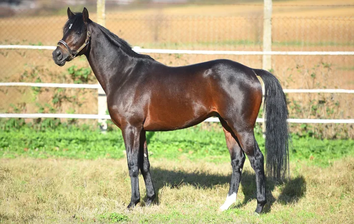 FEARLESS KING (GB)