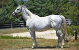 GENERAL QUARTERS (USA)