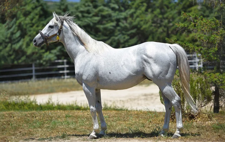 GENERAL QUARTERS (USA)