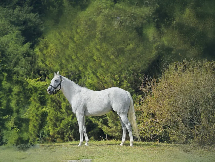 GRAYSTORM