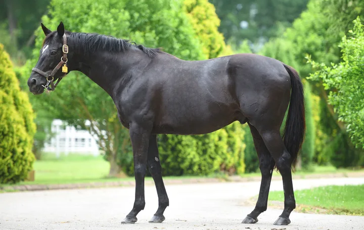KING DAVID (USA) KING DAVID (USA)