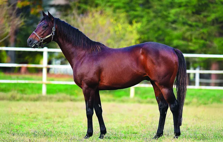 LILBOURNE LAD (IRE) LILBOURNE LAD (IRE)