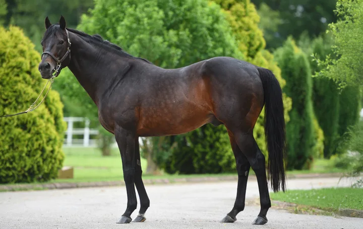 MARCAVELLY (USA) MARCAVELLY (USA)