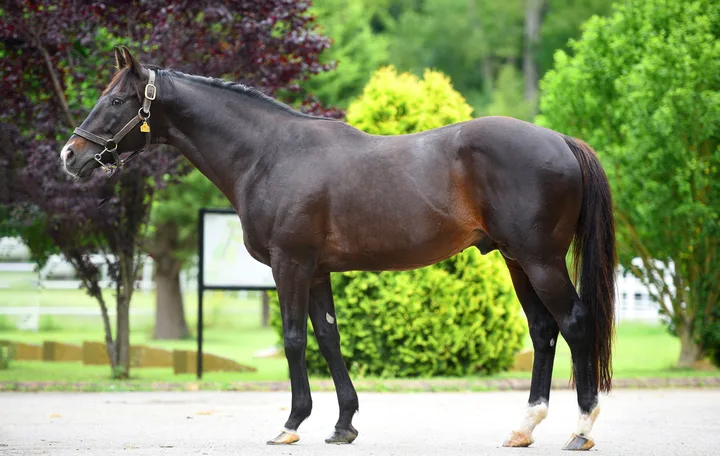 MENDIP (USA) MENDIP (USA)