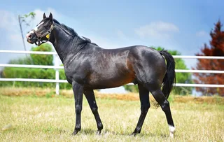MER DE GLACE (JPN)