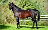 MYBOYCHARLIE (IRE)
