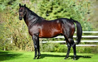 MYBOYCHARLIE (IRE)