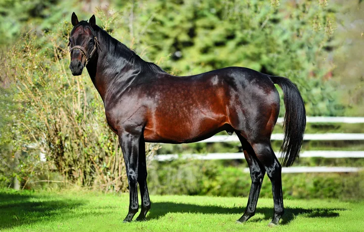 MYBOYCHARLIE (IRE)