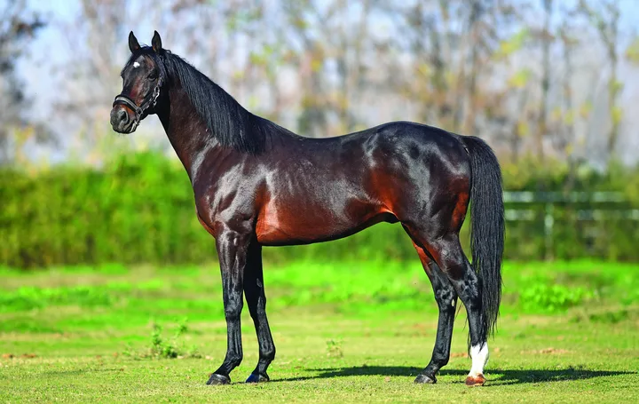 SMART ROBIN (JPN) SMART ROBIN (JPN)