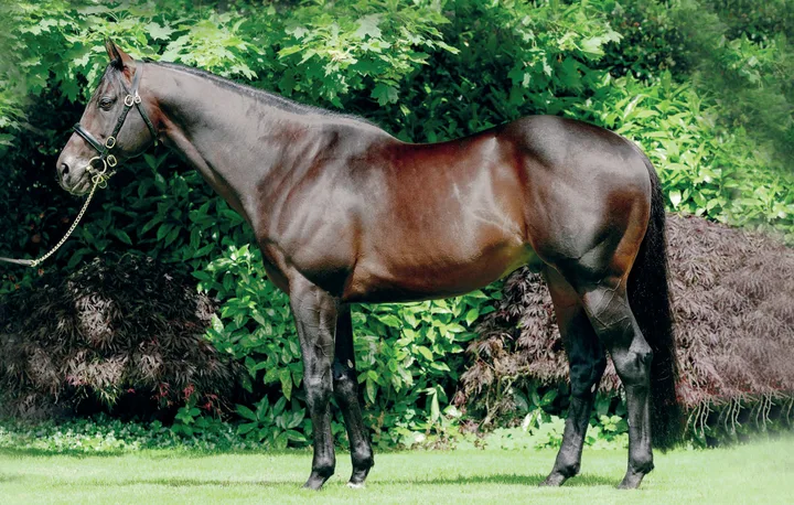 TEN SOVEREIGNS (IRE) TEN SOVEREIGNS (IRE)