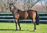 VERBAL DEXTERITY (IRE)