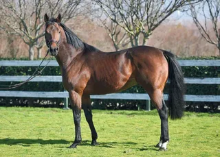 VERBAL DEXTERITY (IRE)