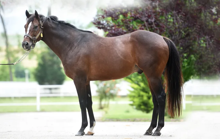 WAR CORRESPONDENT (USA)