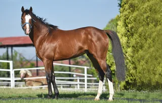 ZEFFIRO (JPN)