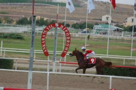 NİAGARA