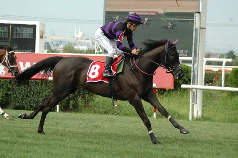 ZİLCİHAN ZİLCİHAN