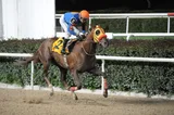 KING ALP(3) (USA)