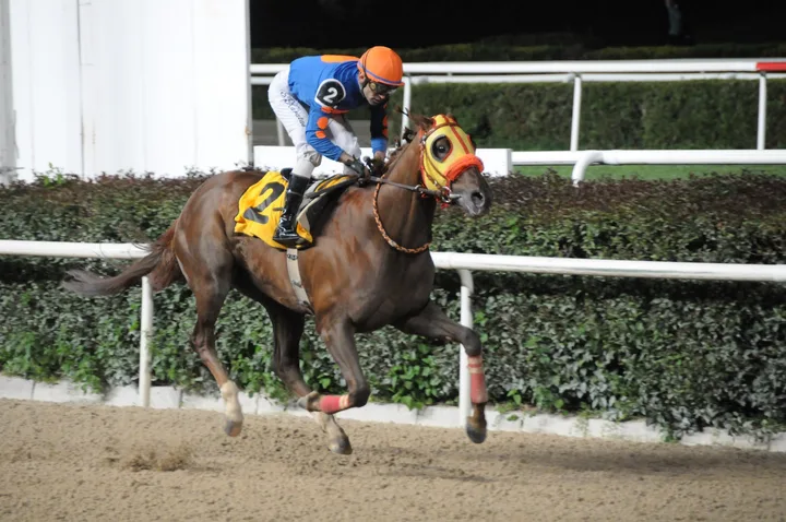 KING ALP(3) (USA) KING ALP(3) (USA)
