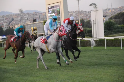 PERS KURYESİ PERS KURYESİ