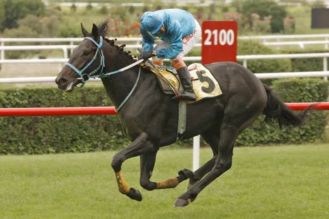 MATADOR YAŞAR