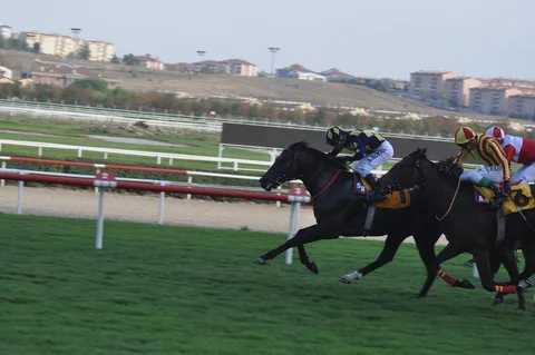 STAR OF MELİH STAR OF MELİH