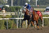 TOROK(13) (IRE)