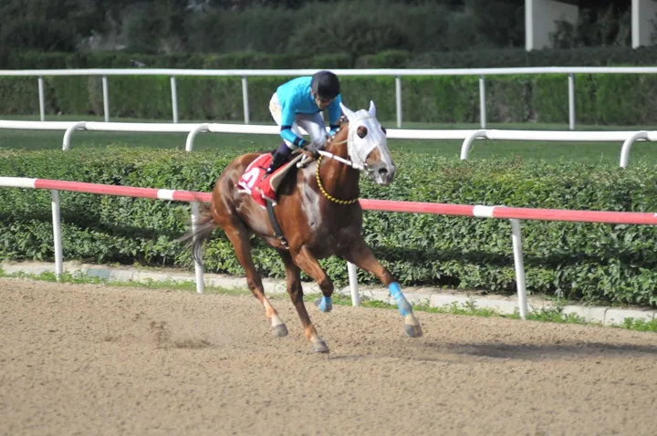 BELMONT BELMONT