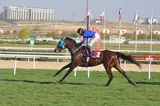 DOĞAN MAHMUT