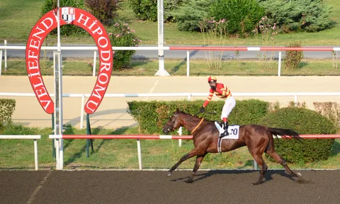 TALIP HAN(8) (IRE) TALIP HAN(8) (IRE)