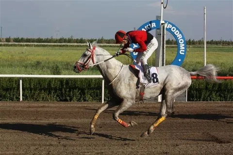 ŞAHDEMİR ŞAHDEMİR