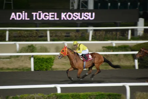 TEMSİL