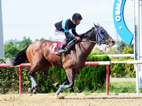 BATI RÜZGARI BATI RÜZGARI